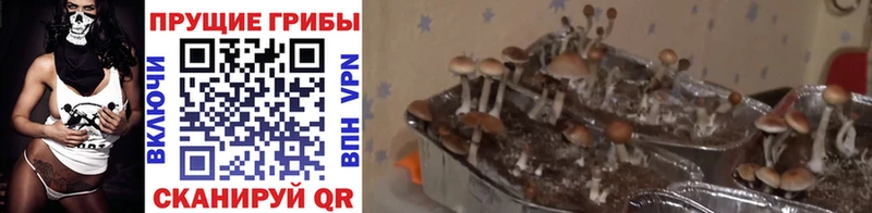 Купить  Осташков  Псилоцибиновые грибы Psilocybe 