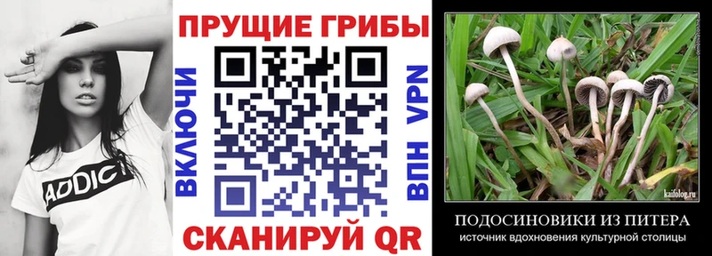 Псилоцибиновые грибы прущие грибы Осташков